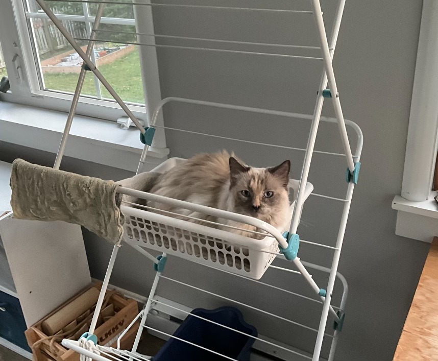 Cat in a cozy space in the drying basket.